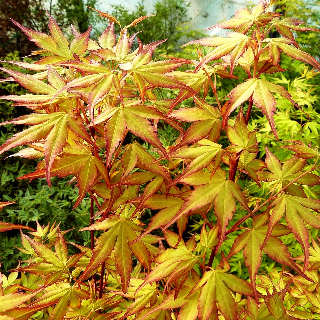 Japanischer Fächer-Ahorn 'Katsura' (Acer palmatum)