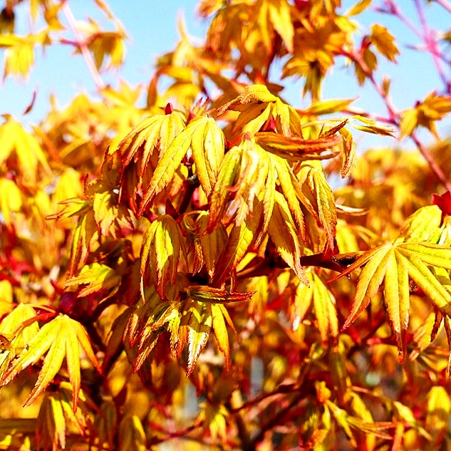 Japanischer Fächer-Ahorn 'Katsura' (Acer palmatum)