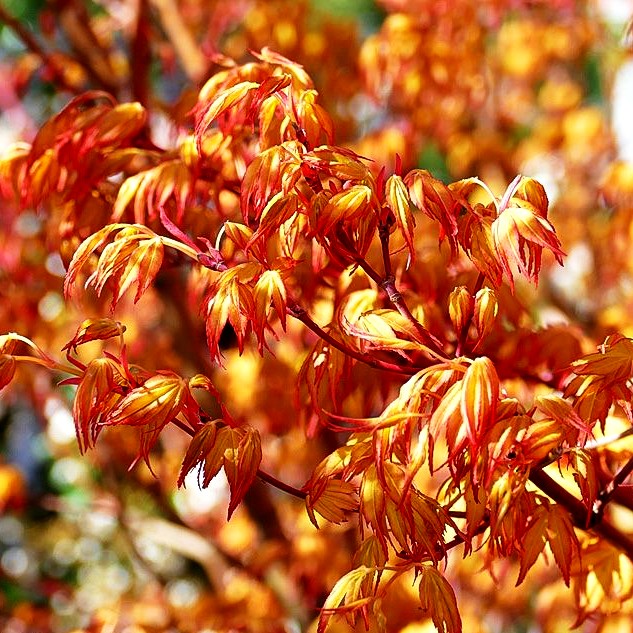 Japanischer Fächer-Ahorn 'Katsura' (Acer palmatum)