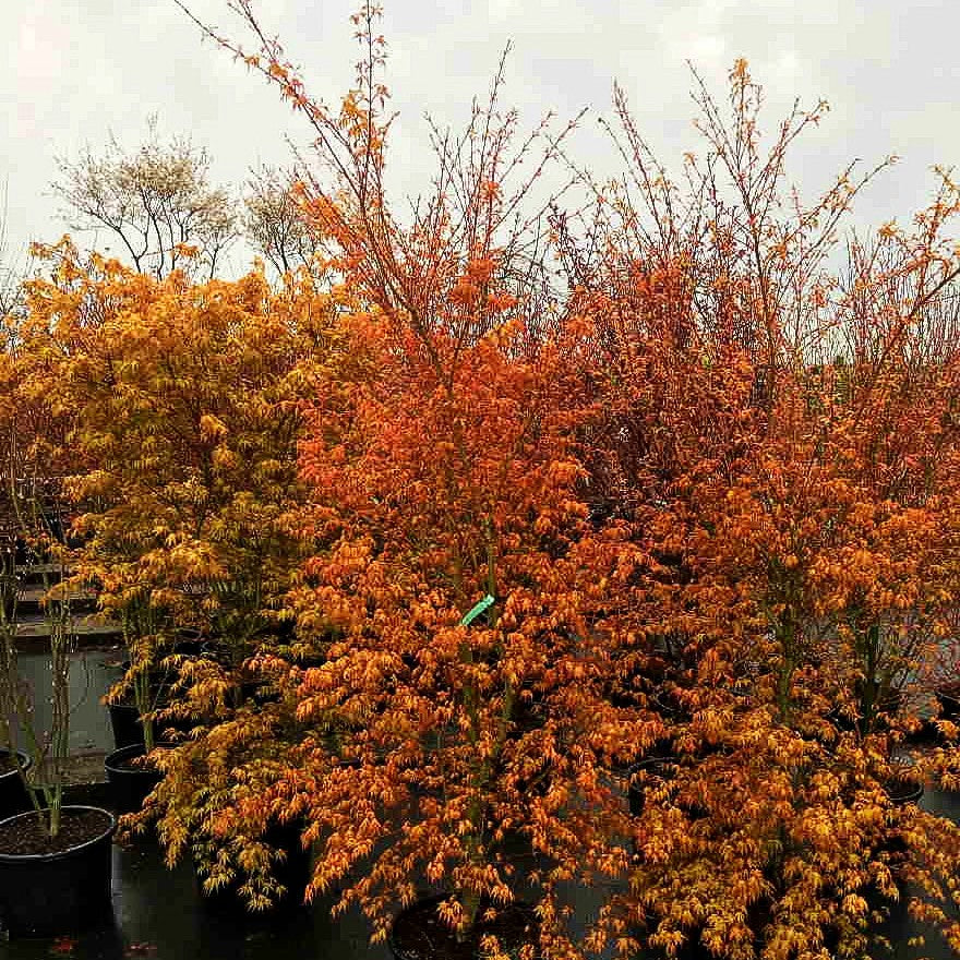 Japanischer Fächer-Ahorn 'Katsura' (Acer palmatum)