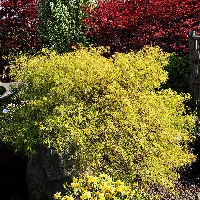 Japanischer Fächer-Ahorn 'Kinshi' (Acer palmatum)