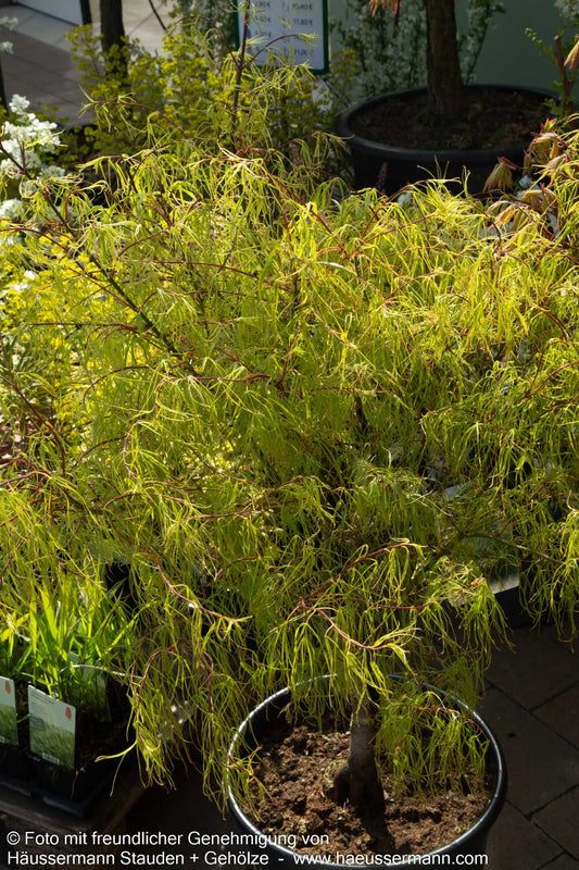 Japanischer Fächer-Ahorn 'Koto-no-ito' (Acer palmatum)