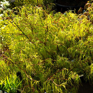 Japanischer Fächer-Ahorn 'Koto-no-ito' (Acer palmatum)