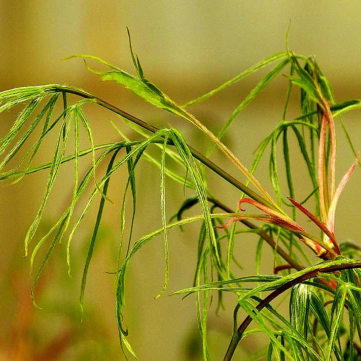 Japanischer Fächer-Ahorn 'Koto-no-ito' (Acer palmatum)