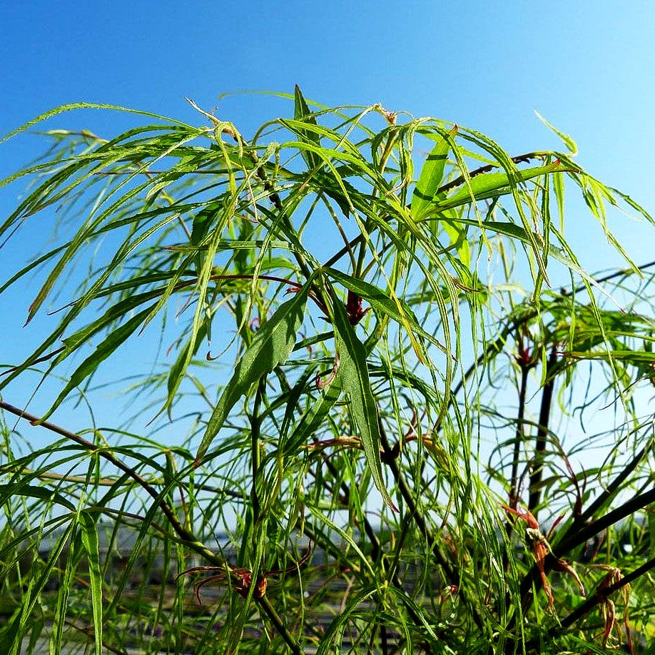 Japanischer Fächer-Ahorn 'Koto-no-ito' (Acer palmatum)