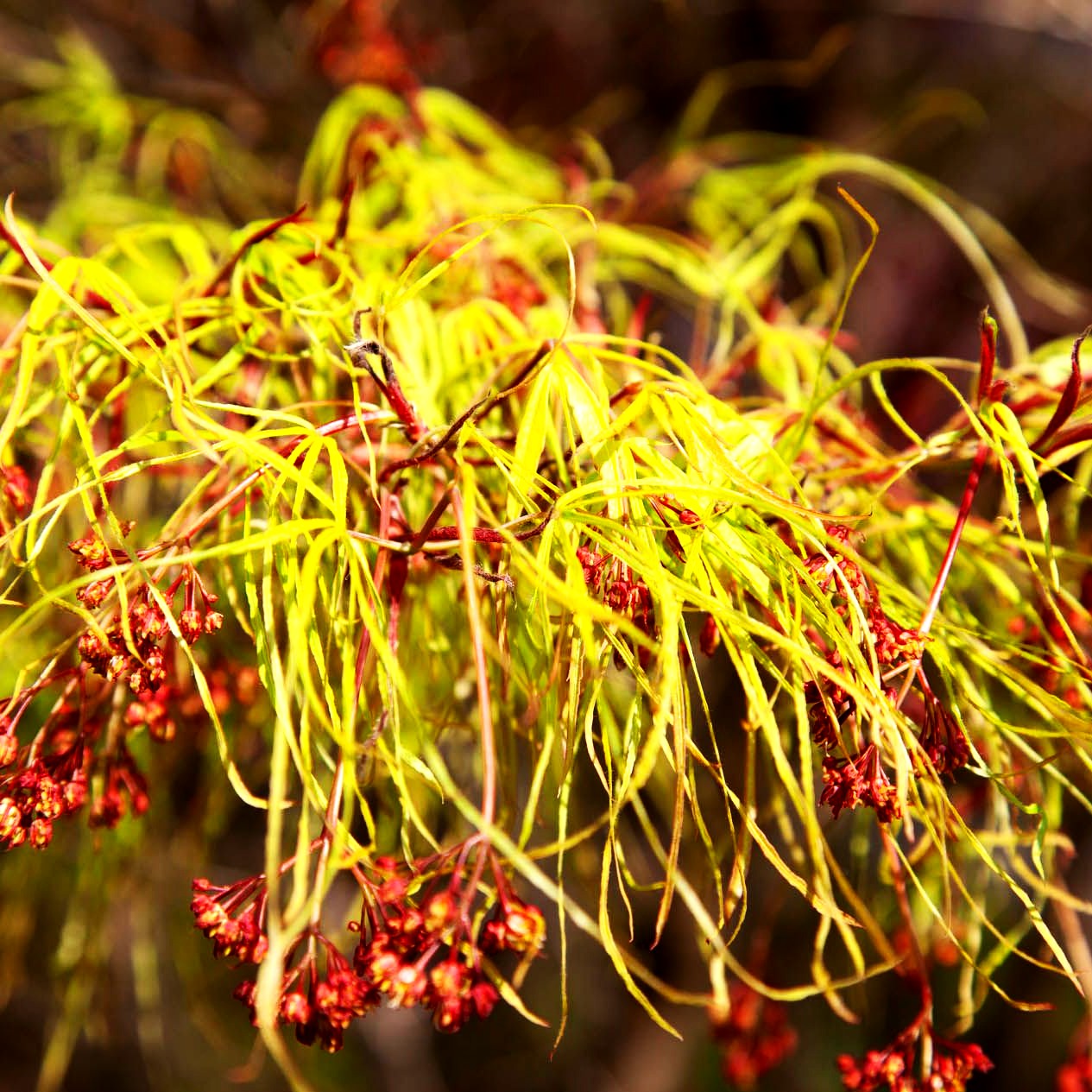 Japanischer Fächer-Ahorn 'Koto-no-ito' (Acer palmatum)