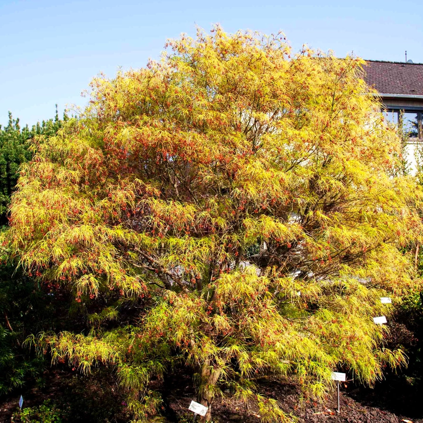 Japanischer Fächer-Ahorn 'Koto-no-ito' (Acer palmatum)