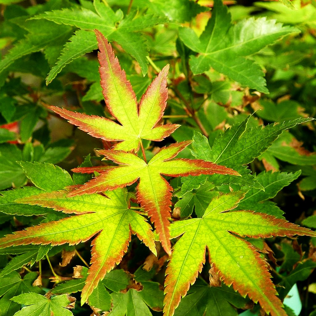Japanischer Fächer-Ahorn 'Little Princess' (Acer palmatum)