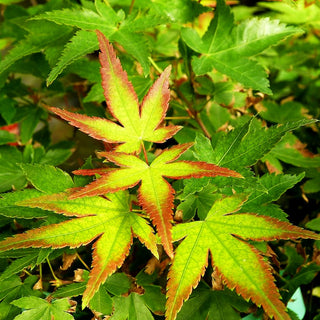 Japanischer Fächer-Ahorn 'Little Princess' (Acer palmatum)