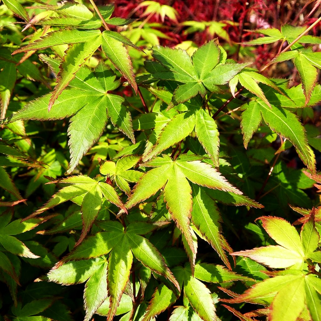 Japanischer Fächer-Ahorn 'Little Princess' (Acer palmatum)