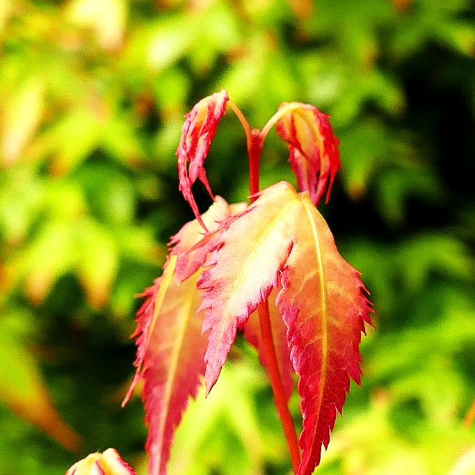 Japanischer Fächer-Ahorn 'Little Princess' (Acer palmatum)