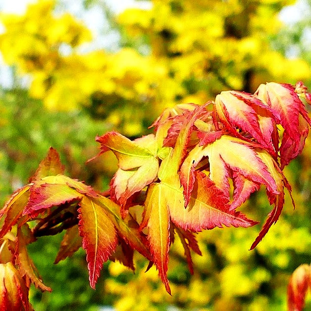 Japanischer Fächer-Ahorn 'Little Princess' (Acer palmatum)