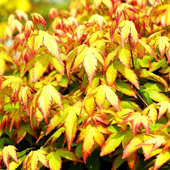 Japanischer Fächer-Ahorn 'Little Princess' (Acer palmatum)