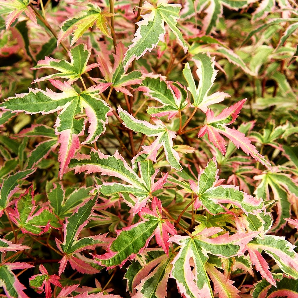 Japanischer Fächer-Ahorn 'Marlo' (Acer palmatum)