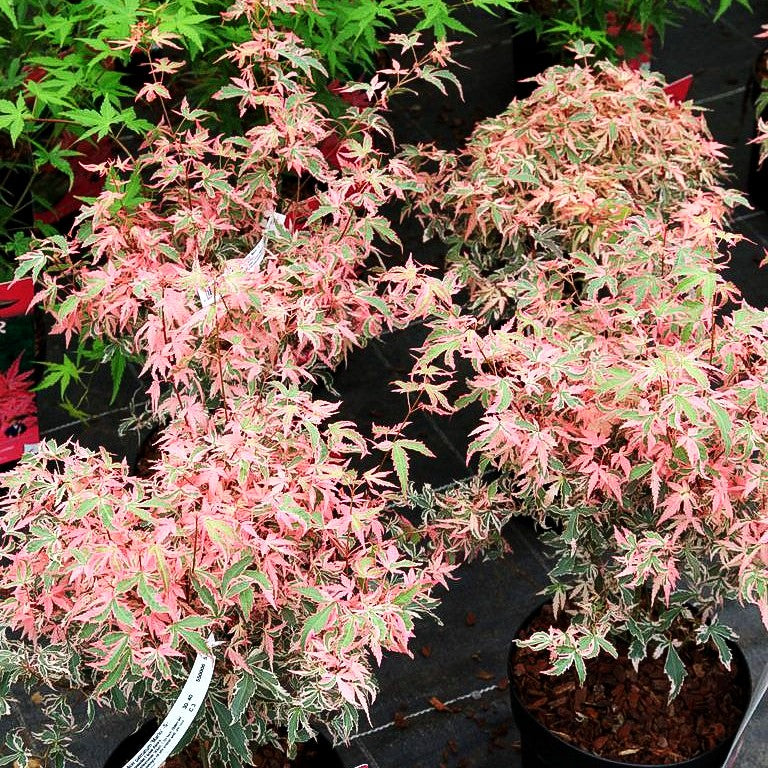 Japanischer Fächer-Ahorn 'Marlo' (Acer palmatum)