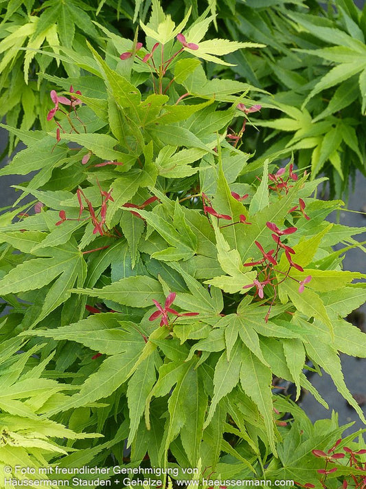 Japanischer Fächer-Ahorn 'Mikawa yatsubusa' (Acer palmatum)