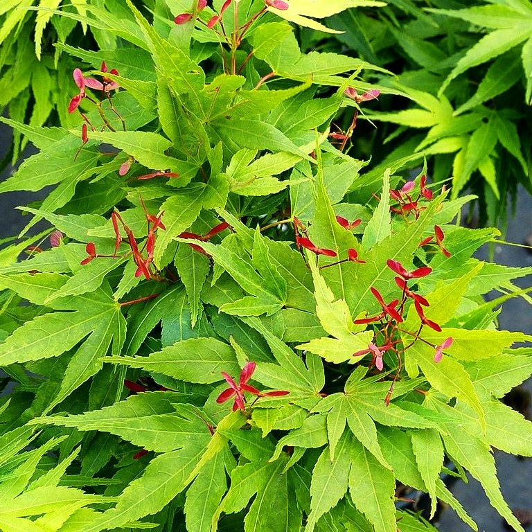 Japanischer Fächer-Ahorn 'Mikawa yatsubusa' (Acer palmatum)