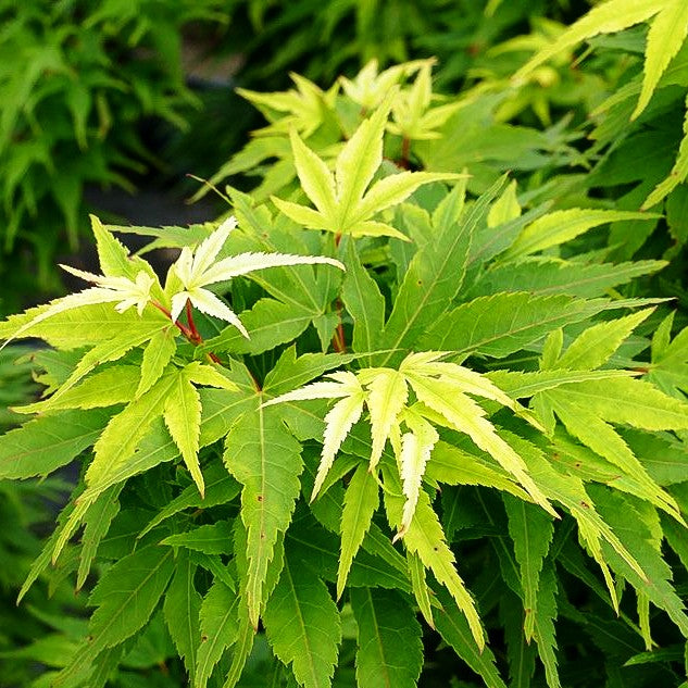 Japanischer Fächer-Ahorn 'Mikawa yatsubusa' (Acer palmatum)