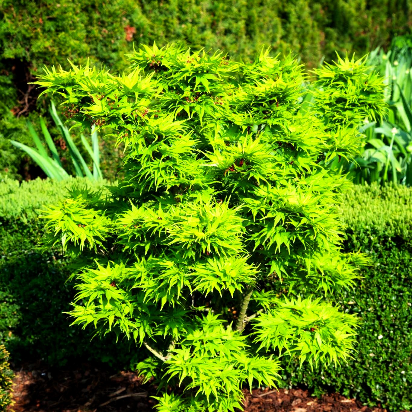 Japanischer Fächer-Ahorn 'Mikawa yatsubusa' (Acer palmatum)