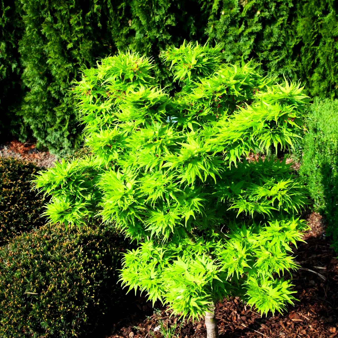 Japanischer Fächer-Ahorn 'Mikawa yatsubusa' (Acer palmatum)