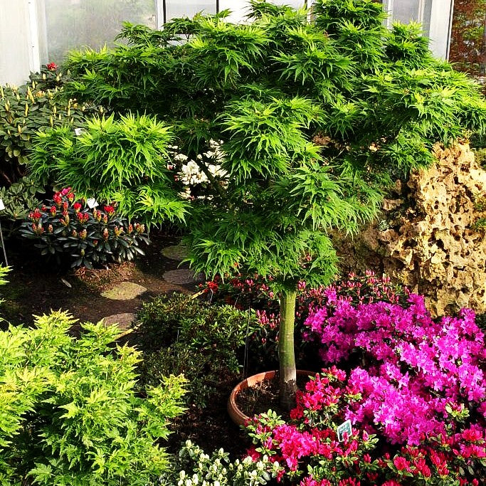 Japanischer Fächer-Ahorn 'Mikawa yatsubusa' (Acer palmatum)