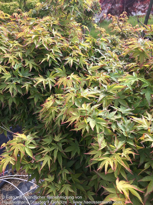 Japanischer Fächer-Ahorn 'Murasaki kiyohime' (Acer palmatum)