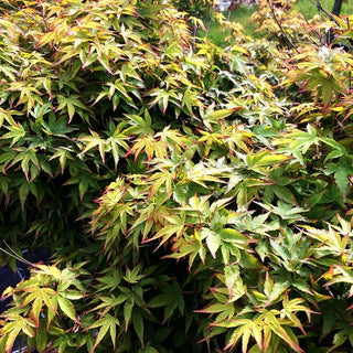 Japanischer Fächer-Ahorn 'Murasaki kiyohime' (Acer palmatum)