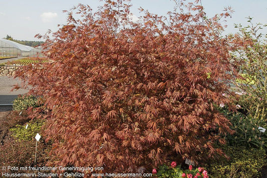 Japanischer Fächer-Ahorn 'Nicholsonii' (Acer palmatum)