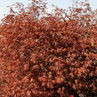 Japanischer Fächer-Ahorn 'Nicholsonii' (Acer palmatum)