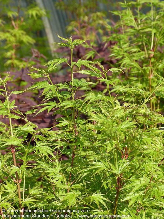 Japanischer Fächer-Ahorn 'Okushimo' (Acer palmatum)