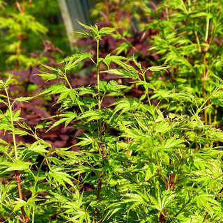 Japanischer Fächer-Ahorn 'Okushimo' (Acer palmatum)
