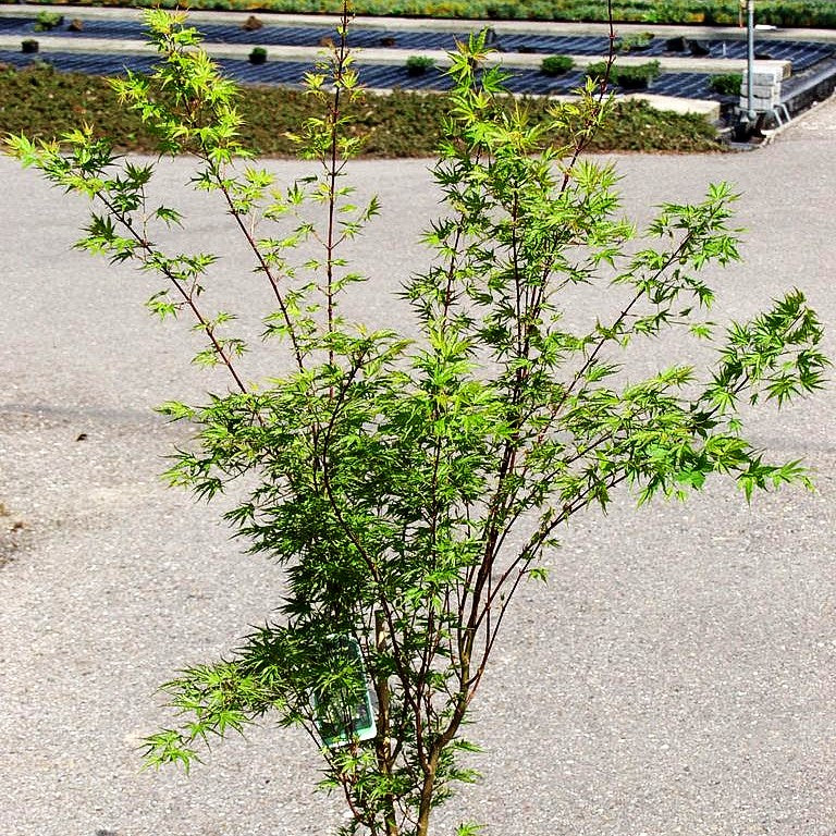 Japanischer Fächer-Ahorn 'Okushimo' (Acer palmatum)