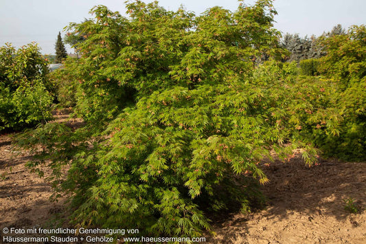 Japanischer Fächer-Ahorn 'Omure yama' (Acer palmatum)