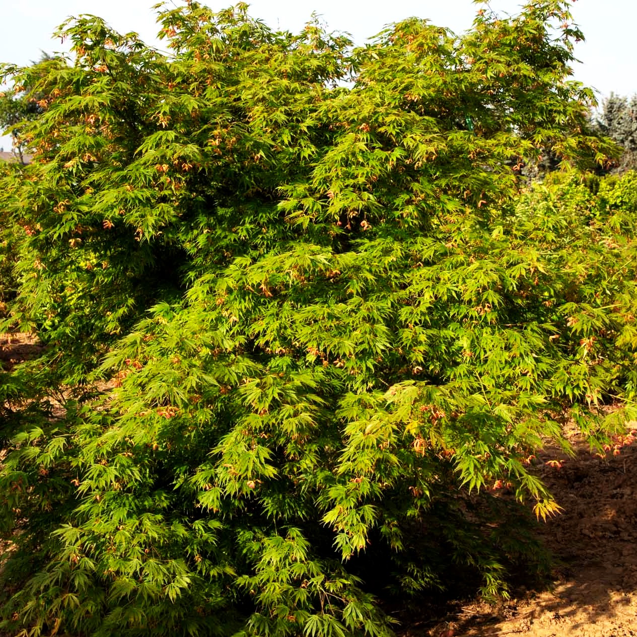 Japanischer Fächer-Ahorn 'Omure yama' (Acer palmatum)