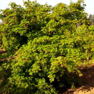 Japanischer Fächer-Ahorn 'Omure yama' (Acer palmatum)