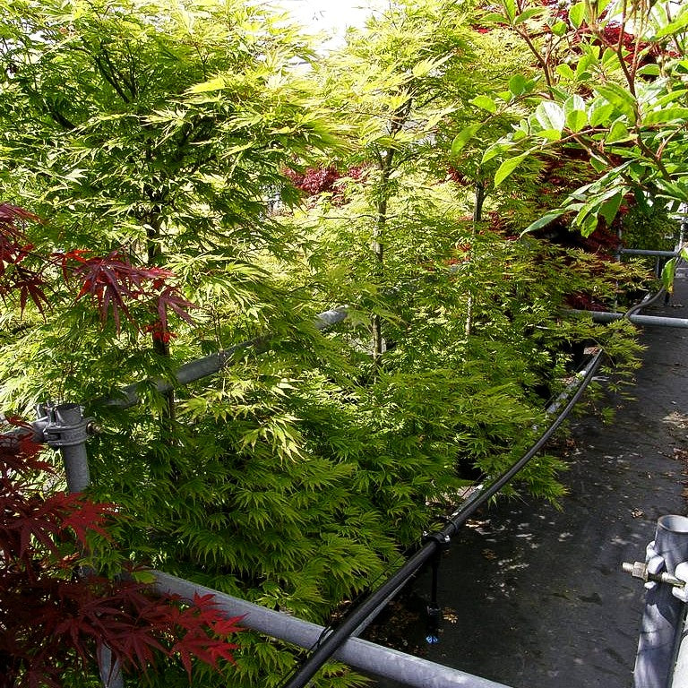 Japanischer Fächer-Ahorn 'Omure yama' (Acer palmatum)