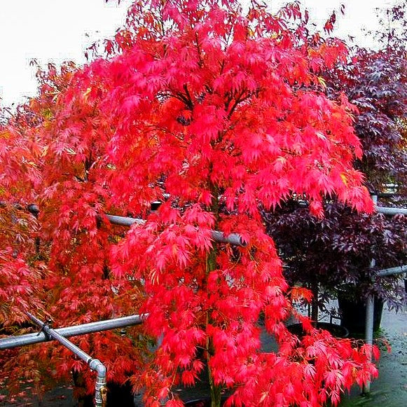 Japanischer Fächer-Ahorn 'Omure yama' (Acer palmatum)