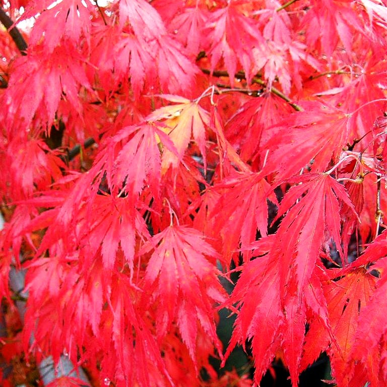 Japanischer Fächer-Ahorn 'Omure yama' (Acer palmatum)