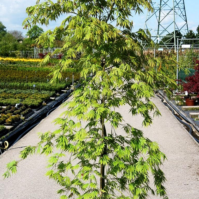 Japanischer Fächer-Ahorn 'Omure yama' (Acer palmatum)