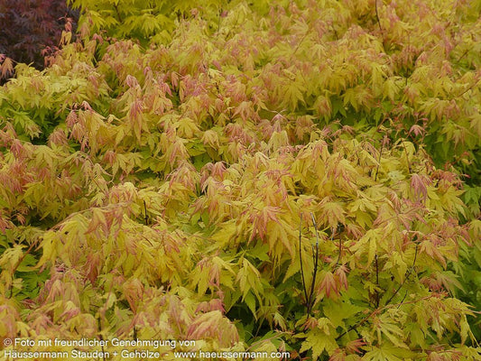 Japanischer Fächer-Ahorn 'Orange Dream' (Acer palmatum)