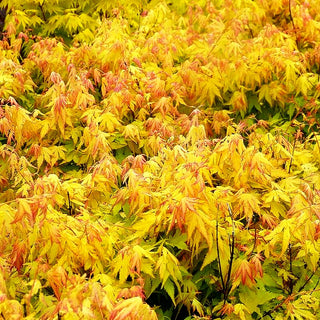 Japanischer Fächer-Ahorn 'Orange Dream' (Acer palmatum)