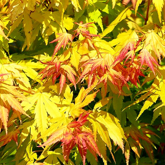 Japanischer Fächer-Ahorn 'Orange Dream' (Acer palmatum)