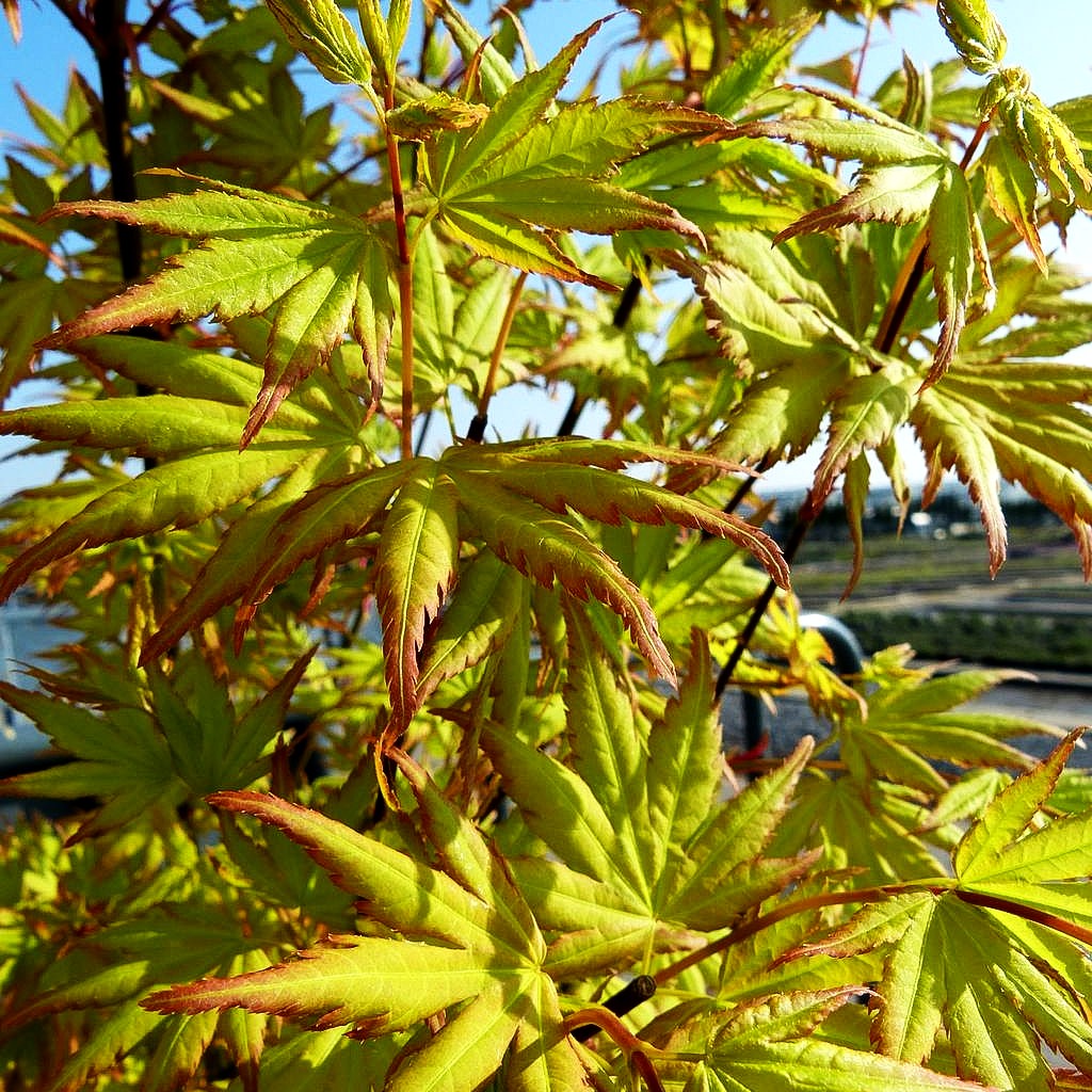 Japanischer Fächer-Ahorn 'Orange Dream' (Acer palmatum)