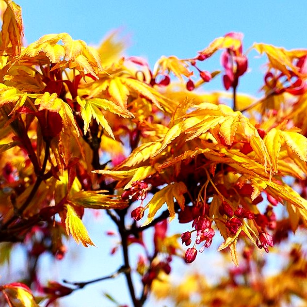 Japanischer Fächer-Ahorn 'Orange Dream' (Acer palmatum)