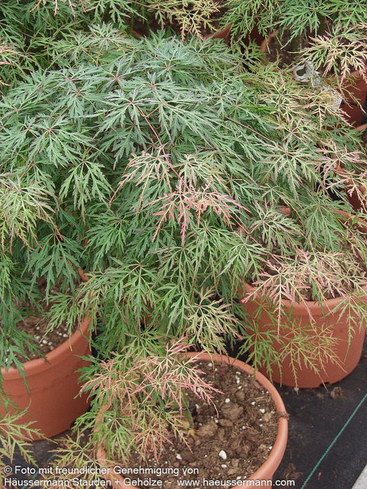 Japanischer Fächer-Ahorn 'Orangeola' (Acer palmatum)