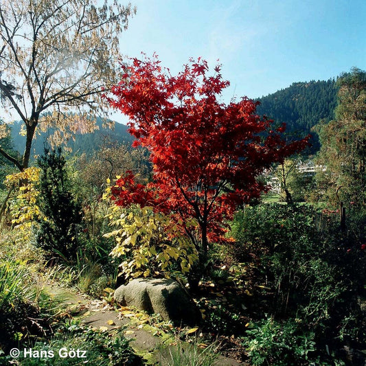 Japanischer Fächer-Ahorn 'Osakazuki' (Acer palmatum)