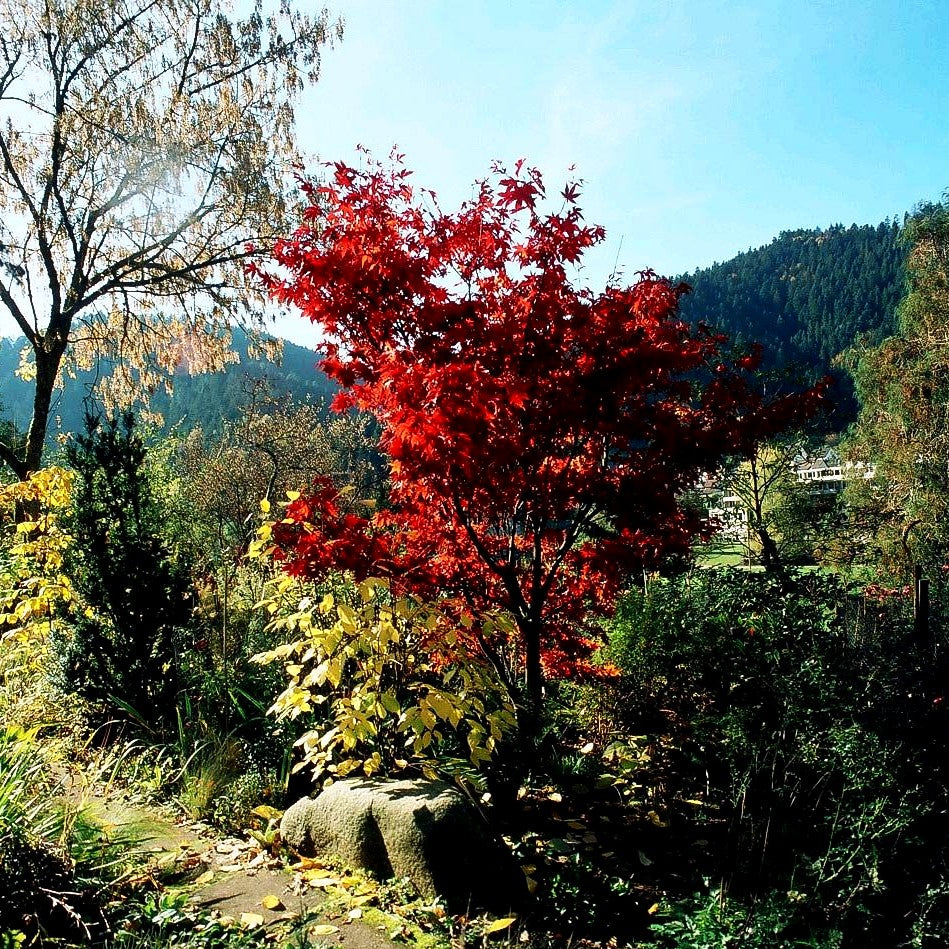 Japanischer Fächer-Ahorn 'Osakazuki' (Acer palmatum)