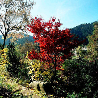 Japanischer Fächer-Ahorn 'Osakazuki' (Acer palmatum)