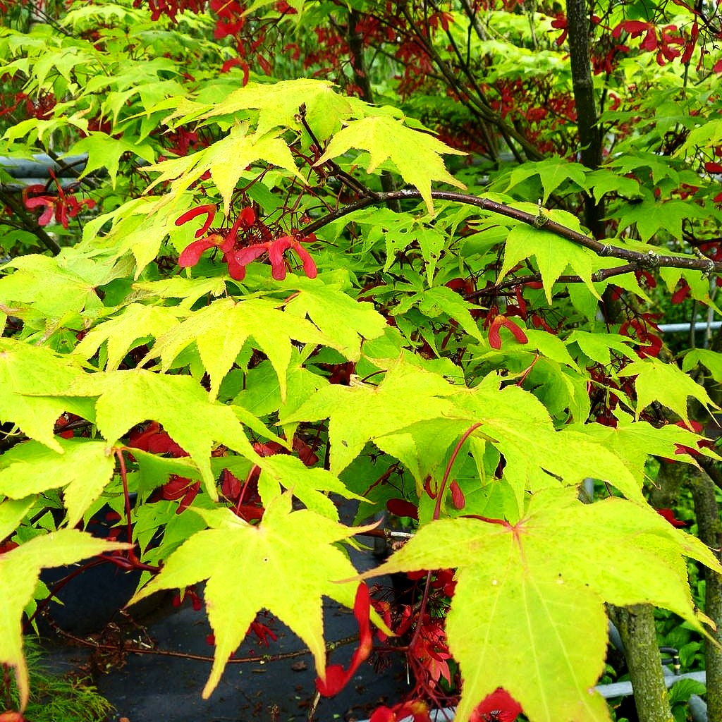 Japanischer Fächer-Ahorn 'Osakazuki' (Acer palmatum)