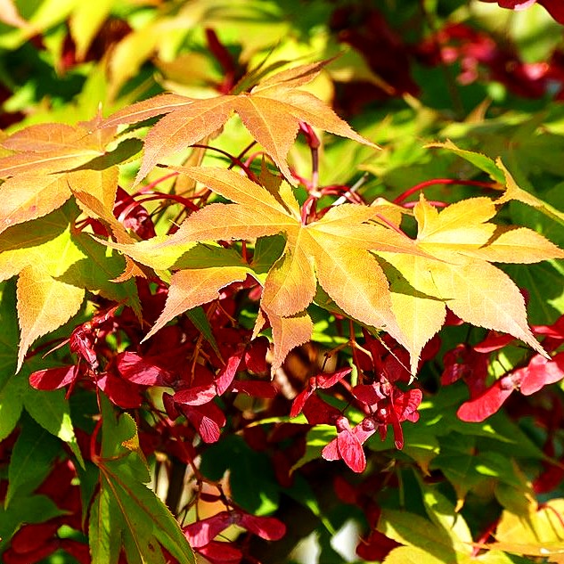 Japanischer Fächer-Ahorn 'Osakazuki' (Acer palmatum)